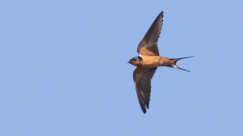 Barn Swallow in flight