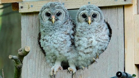 Barred Owls about to start branching on the Birdcams Barred Owl cam, 2014