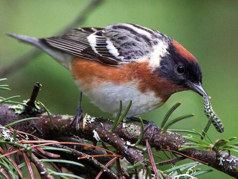 Bay-breasted Warblers are one of many bird species that control pest populations in timber stands. Photo by Arni Stinnissen/ArniWorks Nature Photography, www.arniworks.com.