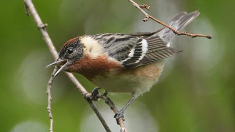 Bay-breasted Warbler by Cory "Chia" Chiappone /Macaulay Library