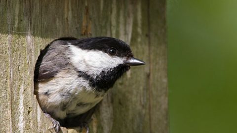 Black-capped chickadee by maia bird