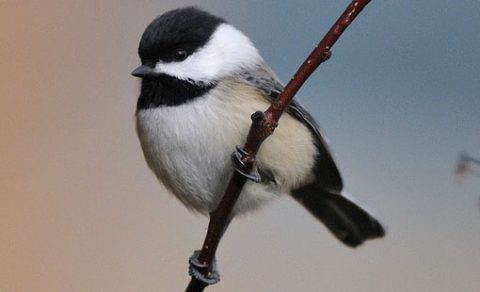 black-capped chickadee by bill thompson