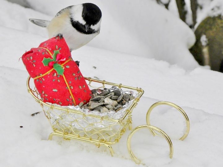 Black-capped Chickadee by Lori Ballard