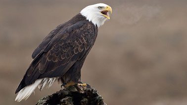 Photo by Bald Eagle by Simon Richards via Birdshare.