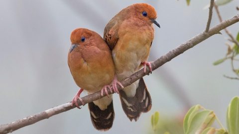 Blue-eyed Ground-Dove, by Rafael Bessa