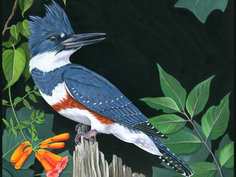 An illustration of a blue and white bird with a rusty red chest stripe, long, pointed bill and head crest.