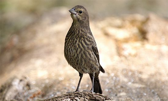 brown, streaky mystery bird