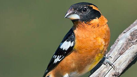 Black-headed Grosbeak by Steve Zamek via Birdshare