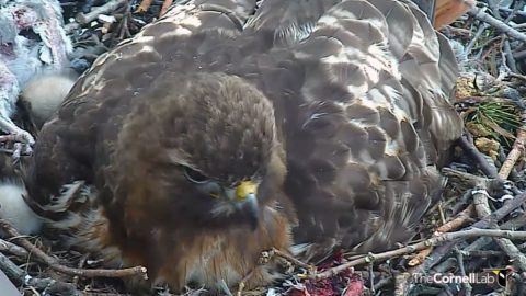 Big Red image by Cornell Lab Bird Cams