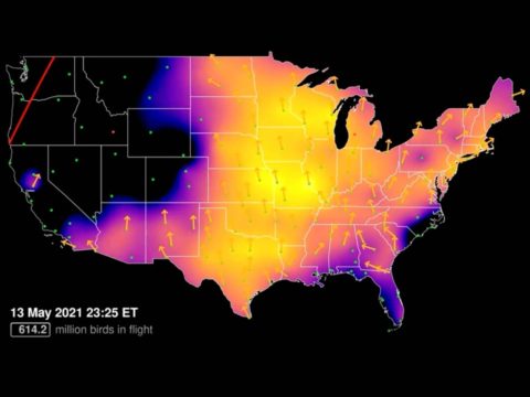 map of the continental U.S. showing intensity of bird migration