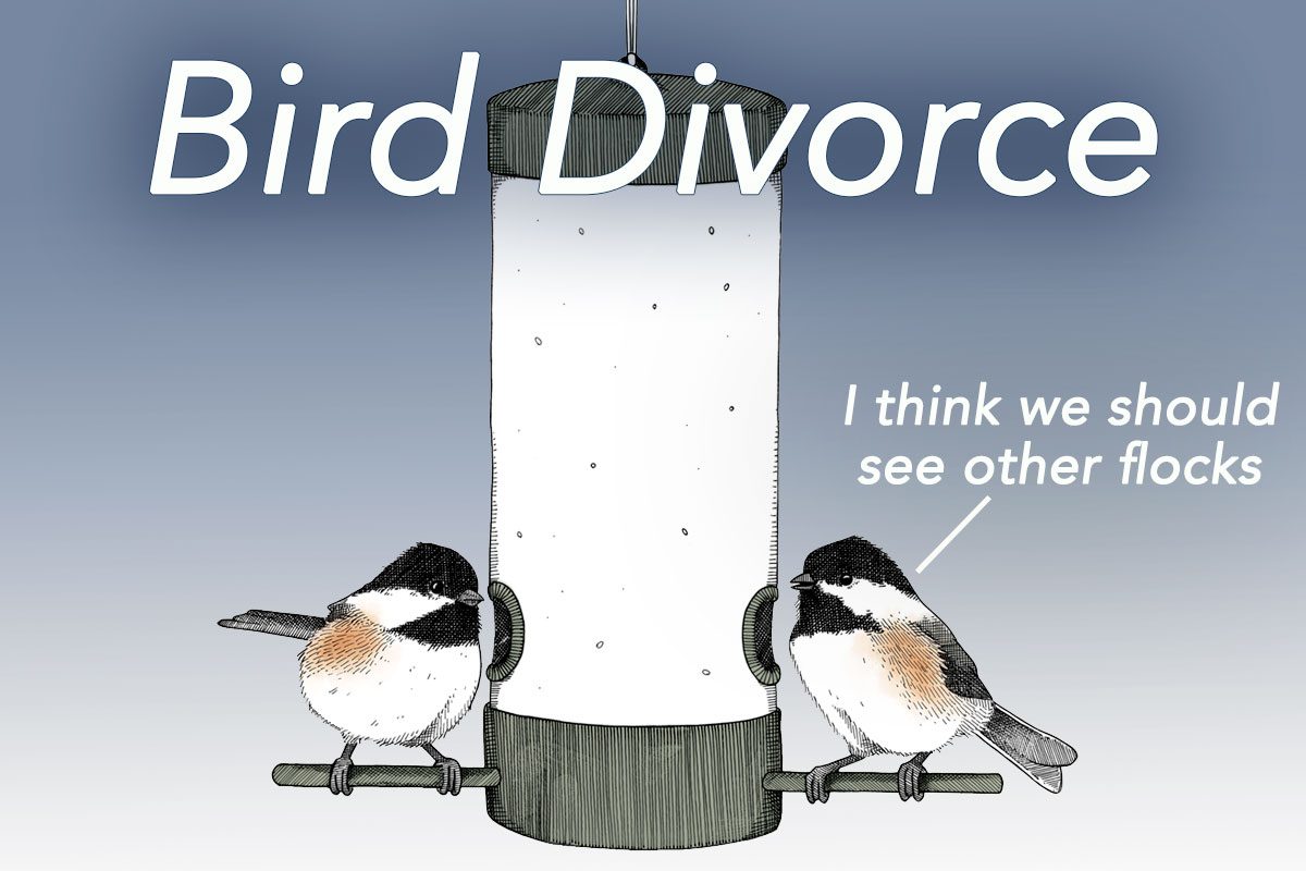 Bird Divorce, illustration by Megan Bishop