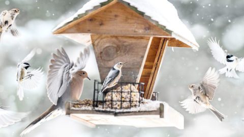 Photos and composite image of birds visiting a feeder in Trenton Falls, N.Y., by Pamela Karaz.