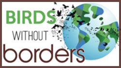 Birds Without Borders