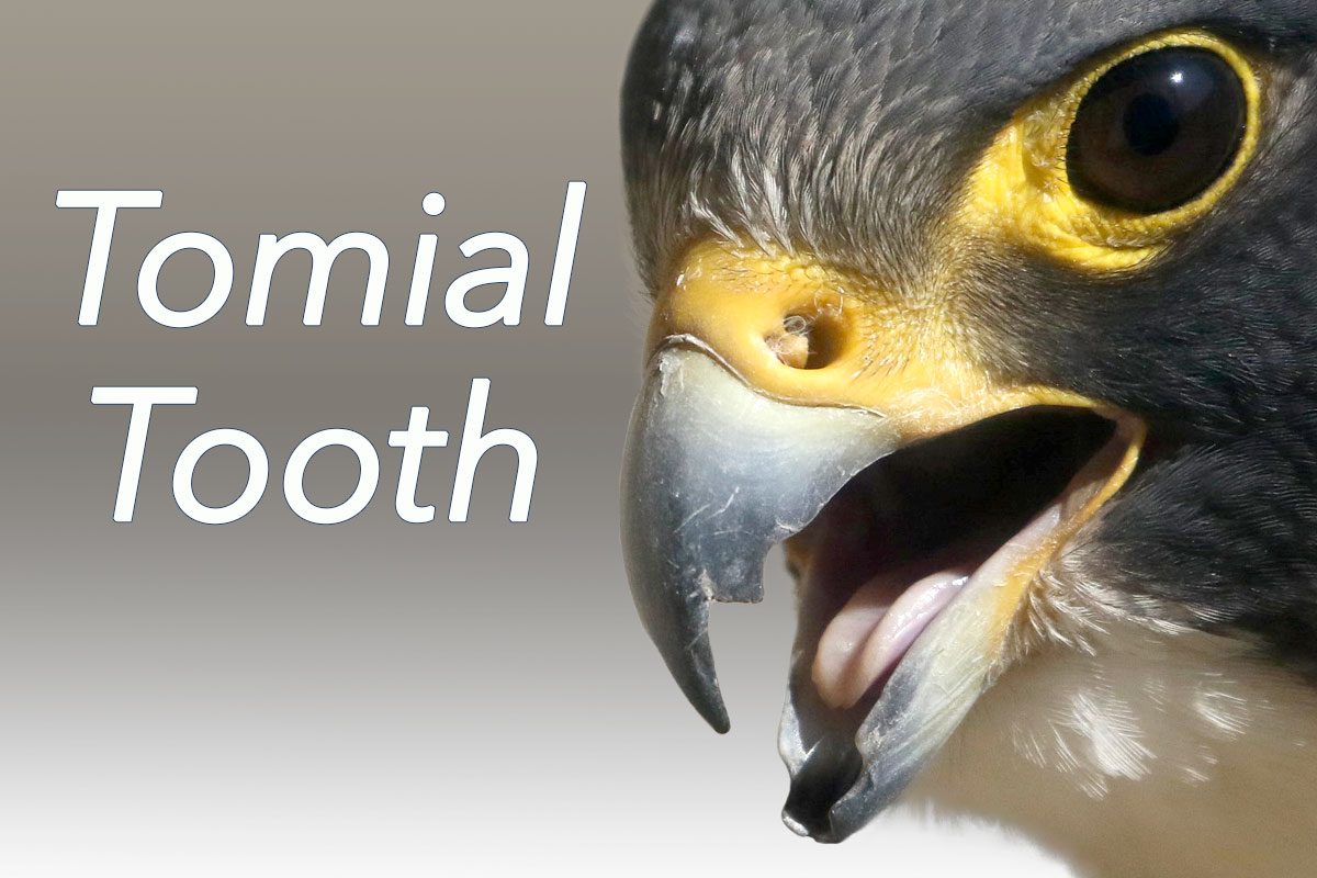 Tomial Tooth, Peregrine Falcon by C&C Saladintion