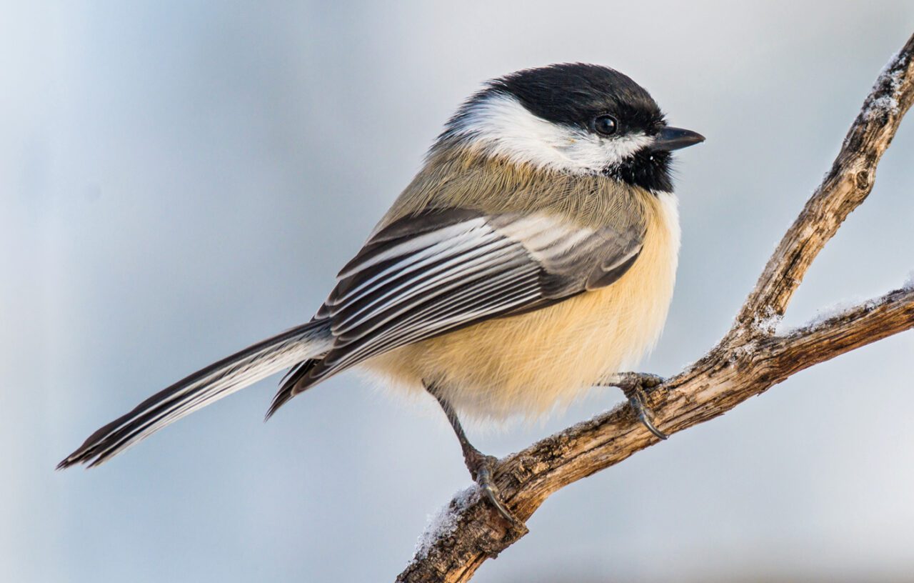 A rounded bird with a beige stomach, gray and white stripped wings and tail, black cap and chin, white sides of face, perched on a branch.