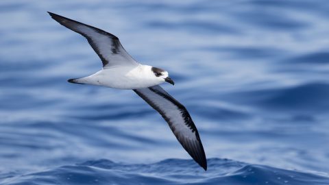 Black-capped Petrel by Brian Sullivan