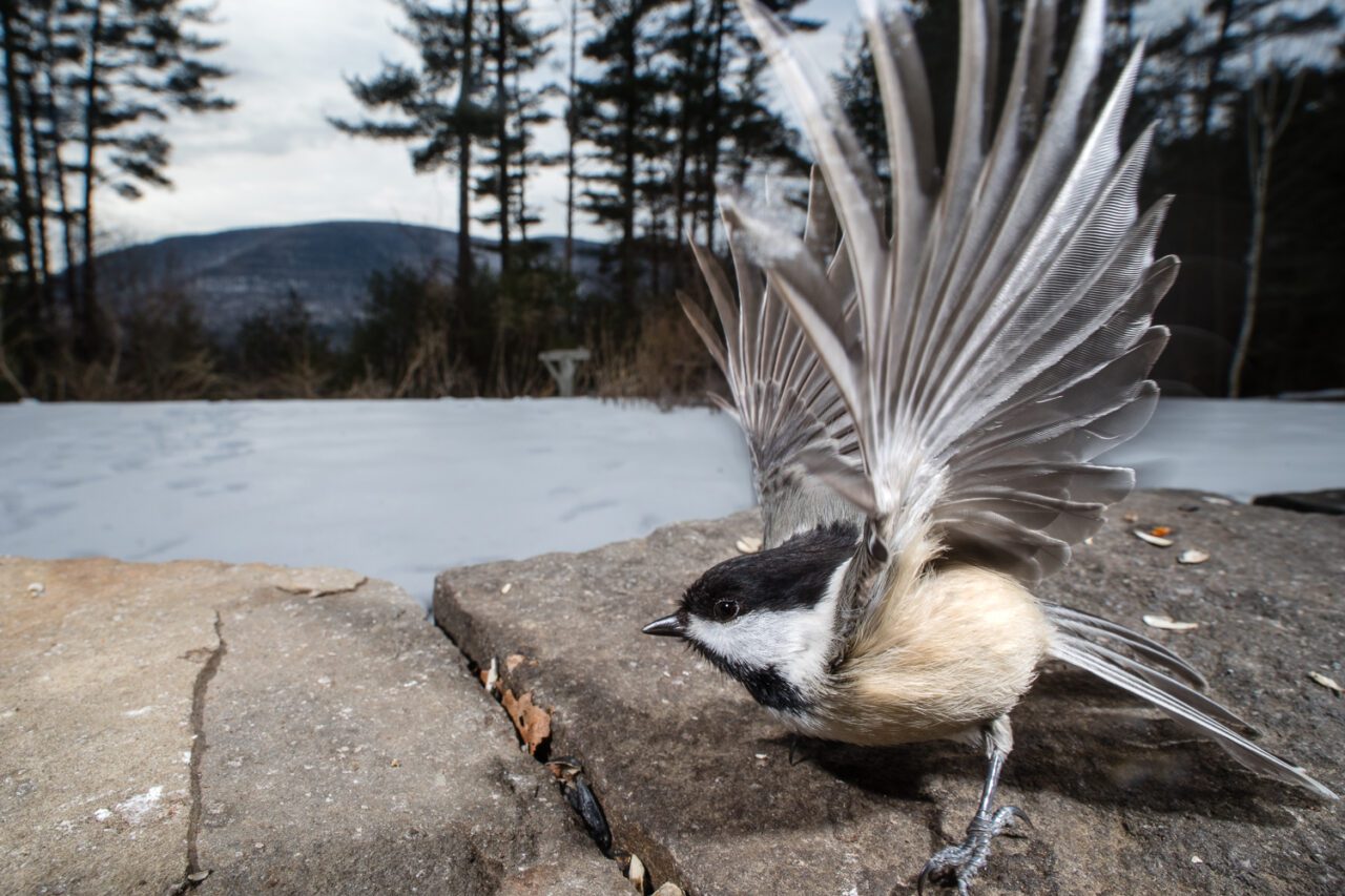 A Black-capped Chickadee, a small bird with a grayish body and wings and a beige stomach and black cap and chin, raises its wings high while perched on a rock on a snowy day.