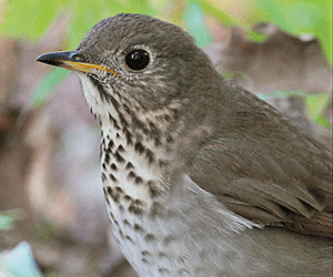 Gray-cheeked Thrush