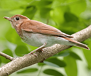Veery