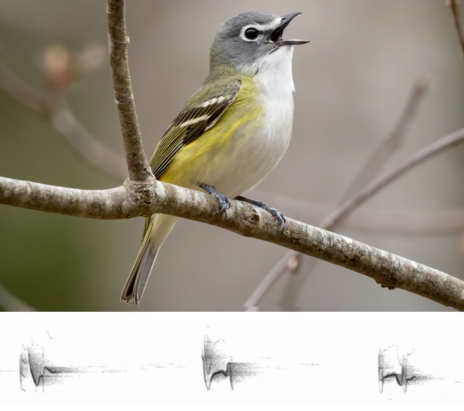 Photo montage of a grey, yellow and white bird sings on a branch with a sound spectogram of its song.