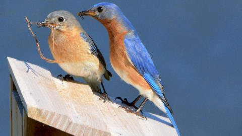 Eastern Bluebirds by Steven Liffmann