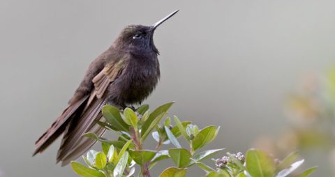 Black Metaltail by Lars Petersson/Macaulay Library.