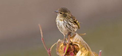 pine siskin