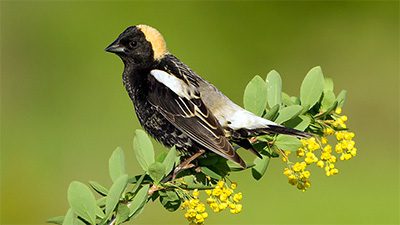 Bobolink by Corey Hayes via Birdshare.