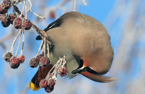 bohemian waxwing