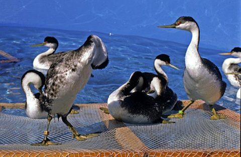 Western Grebes