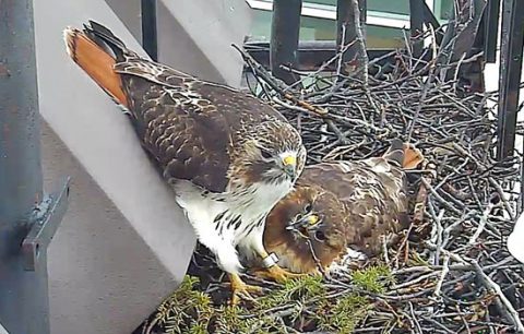 Red-tailed Hawks