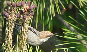 brown-headed nuthatch