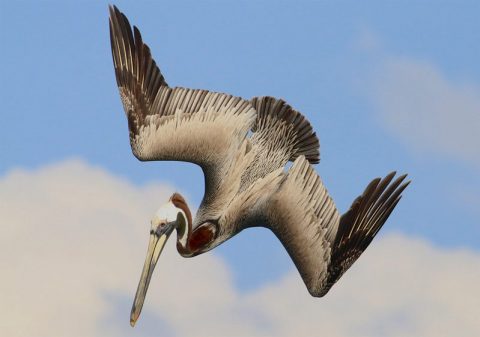 Brown Pelican diving