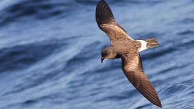 Band-rumped Storm-Petrel