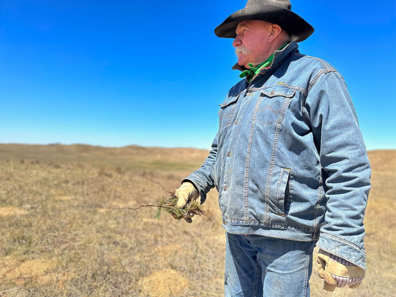 Man in cowboy hat holding some grasses