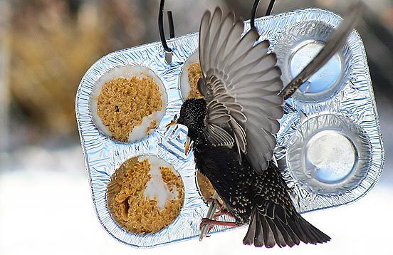 starling at feeder