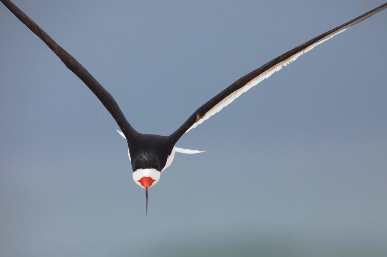 Black Skimmer by Gerrit Vyn