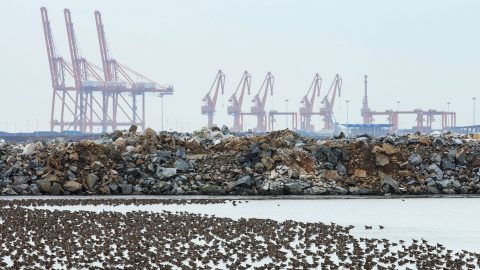 Bar-tailed Godwits in China. Photo by Gerrit Vyn.