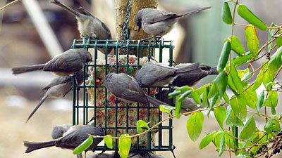 Bushtits enjoy a suet feeder in New Mexico. Photo by Celestyn Brozek via Birdshare.