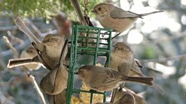 A flock of Bushtits enjoying a block of suet. photo © Thomas Meinzen