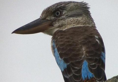 kookaburras in Astralia wet tropics endemic species