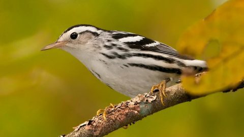 Black-and-White Warbler by Kelly Colgan Azar. via flick