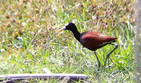 Northern Jacana