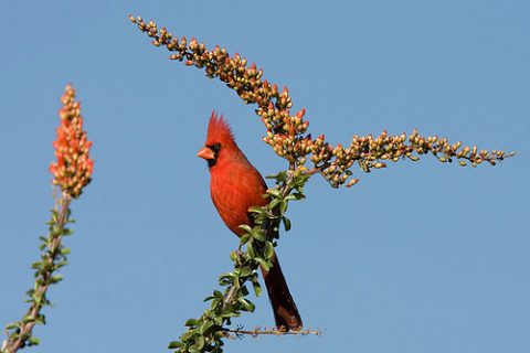 Northern Cardinal