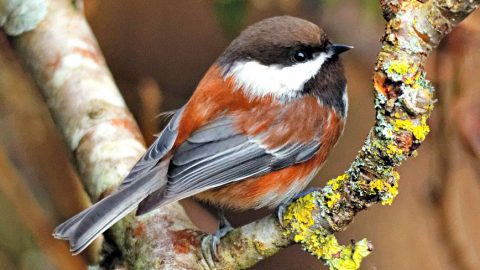 Chestnut-backed Chickadee by Hui Sim