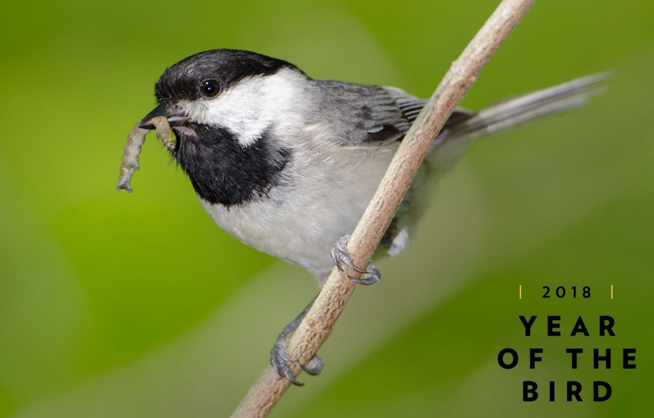 Carolina Chickadee photo by Doug Tallamy