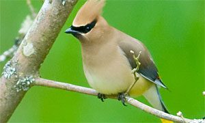 cedar waxwing