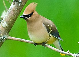 cedar waxwing