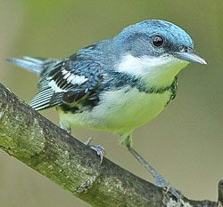 Cerulean Warbler