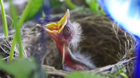 chick in nest